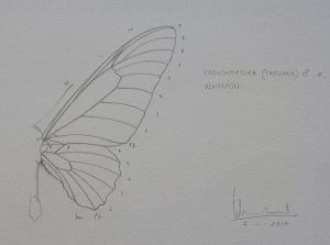 Trogonoptera trojana (venation) | Guillermo Coll