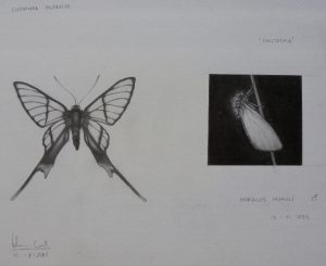 Chorinea octavius/Hepialus humuli | Guillermo Coll