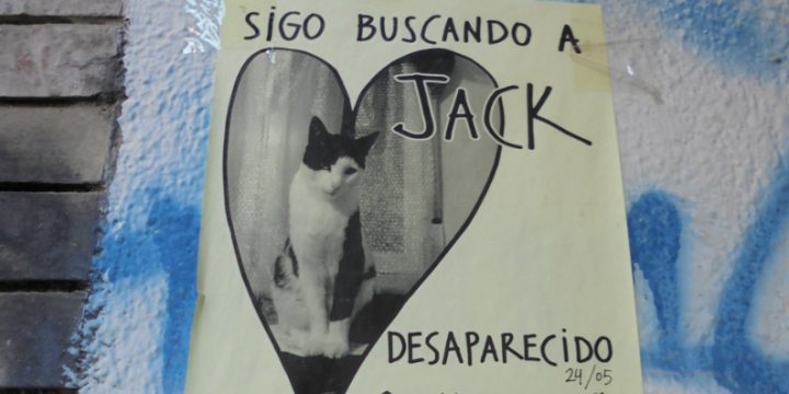 “JACK”, The Cat