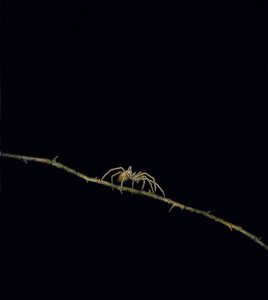 ARAÑITA (Tiny Spider)