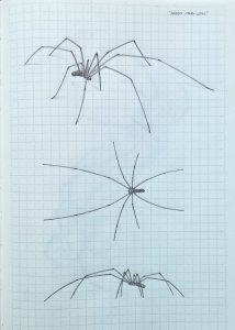 Daddy long legs