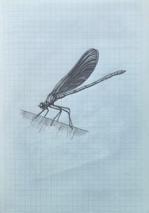 Dragonfly