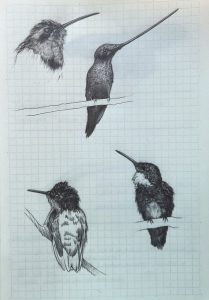 Hummingbirds
