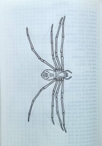 Trechalea spider