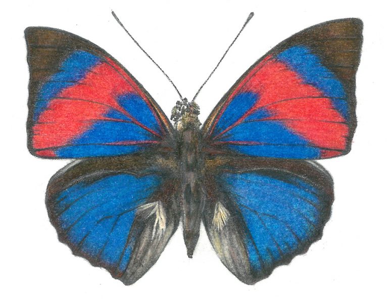 Agrias butterfly