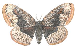 Brahmaea butterfly