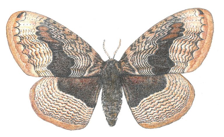Brahmaea butterfly