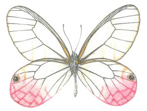 Cithaerias butterfly