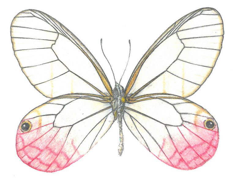 Cithaerias butterfly