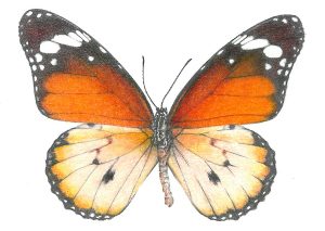 Danaus butterfly