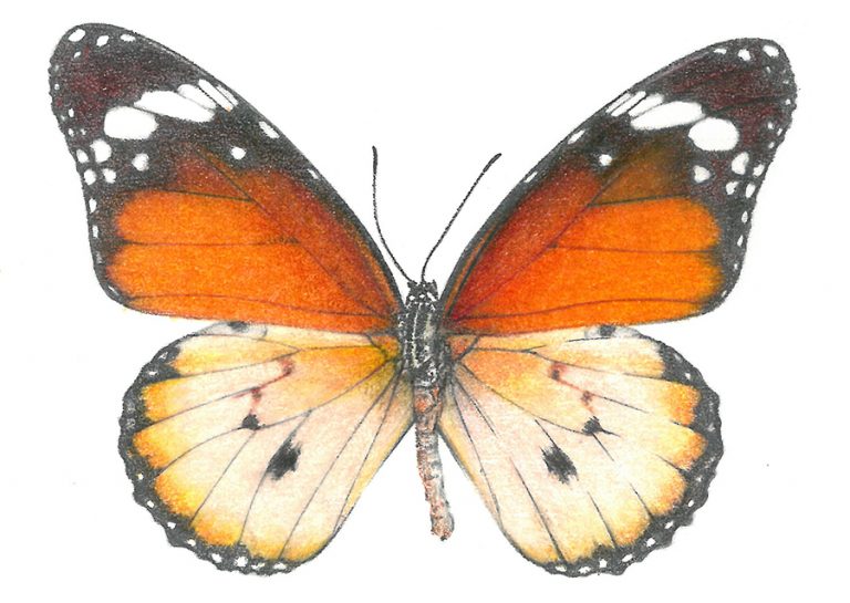 Danaus butterfly