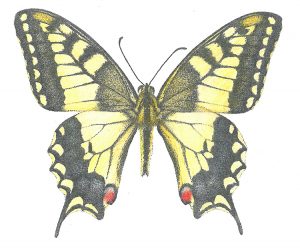 Macaon butterfly