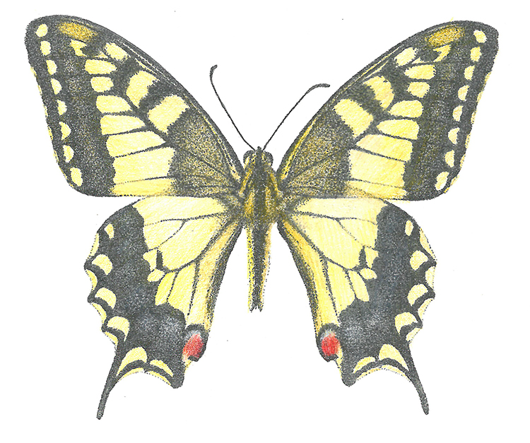 Macaon butterfly