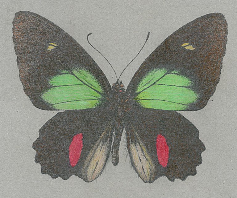 Papilio butterfly