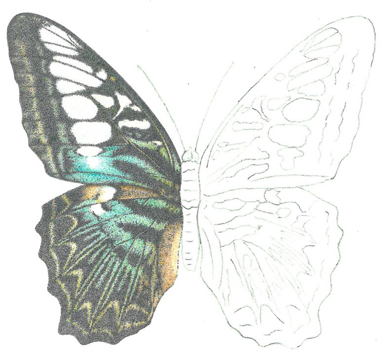 Parthenos butterfly