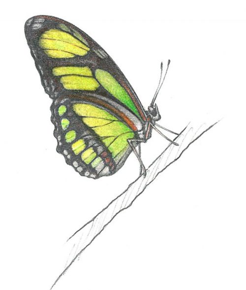 Philaethria butterfly
