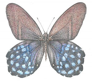 Pierella butterfly