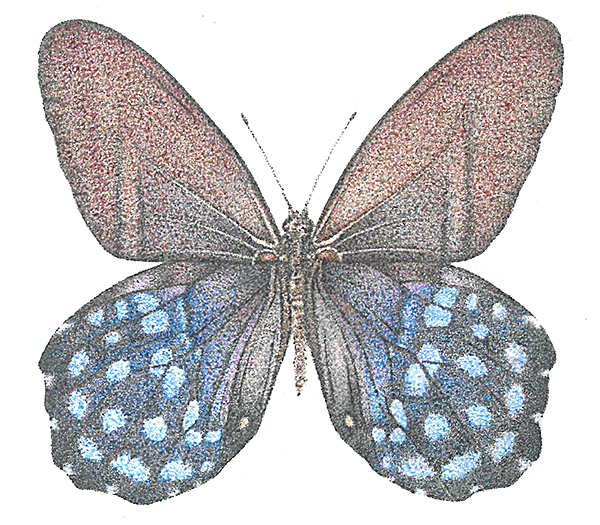 Pierella butterfly