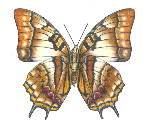 Polyura butterfly