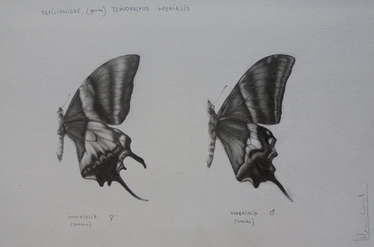 Teinopalpus imperialis | Guillermo Coll